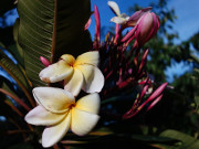 Frangipani: Exotische Blten an der Ostsee.