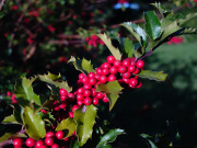 Ilex: Rote Beeren signalisieren den Herbst.