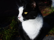 Kater Igor im Garten: Maskottchen der Steinbock-Ferienwohnungen.