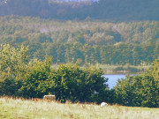 Kleiner Krebssee: "Usedomer Schweiz" bei Sellin.