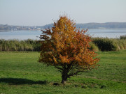 Usedomer Halbinsel Loddiner Hft: Herbst auf Usedom.
