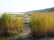 Schilfgebiet an der Ostkste des Peenemnder Hakens.