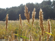 Herbstfarben im Inselnorden Usedom: Schilf an der Ostsee.