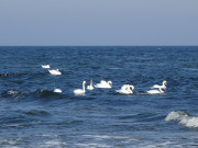 Hckerschwne: Ostsee nahe des Langen Berges.