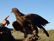 Abgelenkt: Steppenadler in der Stolper Falknerei auf dem Arm.