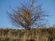 Mirabellen: Die letzten Farben der Herbstfrchte.