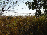 Schilf am Stettiner Haff: Im Haffland der Insel Usedom.