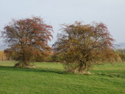 Farben des Herbstes: Weidorne am Achterwasser.