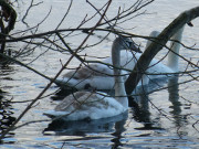 Vor dem Winter: Schwanenfamilie auf dem Wolgastsee.