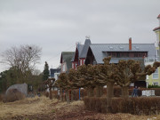 Baumschnitt: Wintervorbereitungen an der Strandpromenade von Bansin.