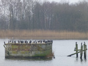 Kormorane: Reste der Eisenbahnhubbrcke von Karnin.