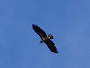 Dem Adler unter die Schwingen geschaut: Seeadler bei ckeritz.