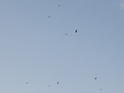 Adlertreffen auf Usedom: Seeadler über dem Achterwasser.