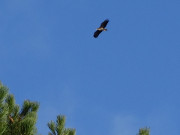 Naturpark Insel Usedom: Paradies fr Seeadler.