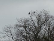 Silhouetten: Seeadler sitzen auf einem Baum am Peenestrom.