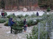 Auf dem Hof des Forstamtes: Weihnachtsbume in groer Auswahl.