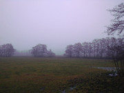 Wiesenland bei Loddin: Nebeliges Wetter.
