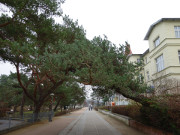 Fast menschenleer: Strandpromenade des Ostseebades Zinnowitz.