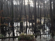 Hochmoor: Im Norden des Mmmelkensees auf Usedom.