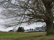 Alte Eiche: Zwischen Gothen und dem Gothensee.