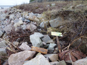 Folgen der Sturmflut: Gestrpp am Streckelsberg bei Koserow.