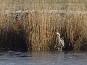 Kritischer Blick: Reiher auf der gefrorenen Melle.