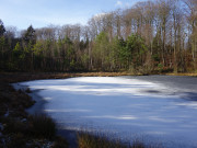 Im Buchenwald: Mmmelkensee auf Usedom.