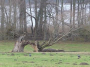 Vereister See: Der Gotehnsee nahe Gothen.