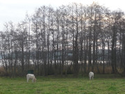 Weideland am Gothensee: Zwischen Gothen und Neuhof.