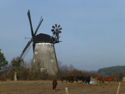 Pferde auf dem Mhlenberg: Benz im Hinterland Usedoms.