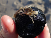 Schon munter: Ostseekrabbe am Strand von Zempin.