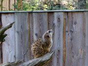 Hlt Wache: Erdmnnchen im Tierpark Wolgast.