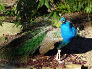 Farbenfroh: Pfau im Wolgaster Tierpark.