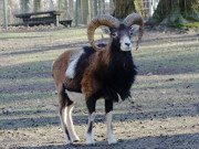 Gehrnt: Wild im Tierpark von Wolgast.