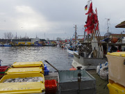 Heringssaison: Am Vormittag im Hafen von Freest.