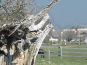 Bizarre Weiden: Prtenow im Haffland der Insel Usedom.