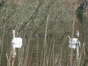 Zweisam: Schwne auf dem Waldsee "Schwarzes Herz".