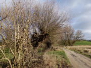 Weg nach Neuhof: Der Gothensee im Hinterland der Kaiserbder.