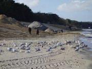 Strandwanderung der besonderen Art: Seebad Zempin.