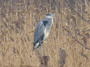 Schilfgebiete am Usedomer See: Refugium fr viele Tierarten.