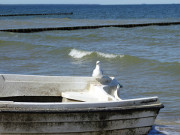 Fischerboot und Mwe: Seebad Zempin auf Usedom.