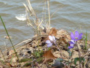 Trotz niedriger Temperaturen: Leberblmchen am Meer.