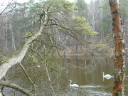 Ein Hauch von Frhling: "Schwarzes Herz" im Zerninmoor.