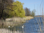 Trauerweide am Schmollensee: Stoben im Hinterland Usedoms.