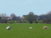 Entspannt: Rinder auf dem Wiesenland am Peenestrom.