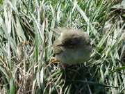 Verlorengegangen: Jungvogel am Feldrain bei ckeritz.