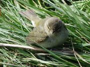 Ratlos: Vogeljunges sucht nach seinen Eltern.