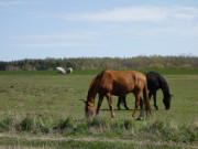Pferdekoppeln: Landschaft im Hinterland Usedoms.