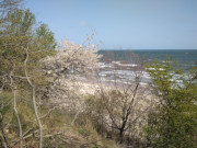 Blten am Meer: Frhjahr an der Usedomer Ostseekste.