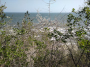 Urlaub auf Usedom: Kstenwald und Ostsee am Streckelsberg.